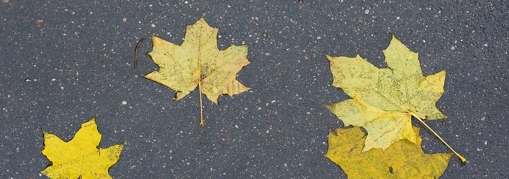 Cómo poner tu coche a punto para el otoño Cómo poner tu coche a punto para el otoño