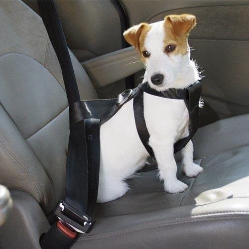 Consejos para viajar en coche con tu mascota Consejos para viajar en coche con tu mascota